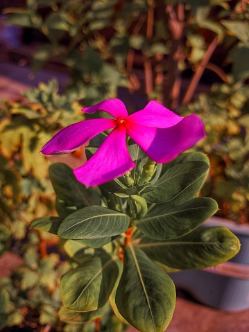 Beautiful pink flower