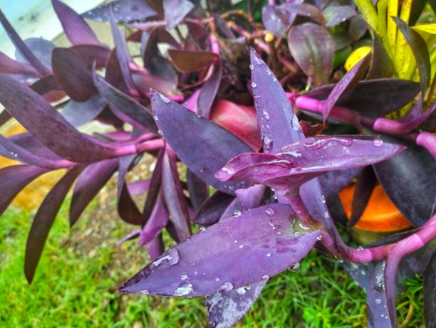 Tradescantia pallida fresh after the rain in the morning
