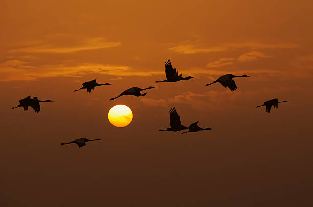 Cranes in a sunset Group of common cranes (Grus Grus) flying in front of the setting sun. eurasian crane stock pictures, royalty-free photos & images