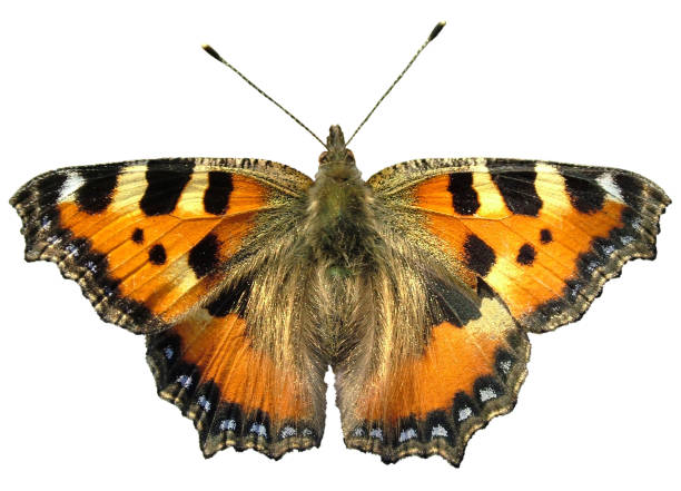 istock Butterfly Small Tortoiseshell 157770105
