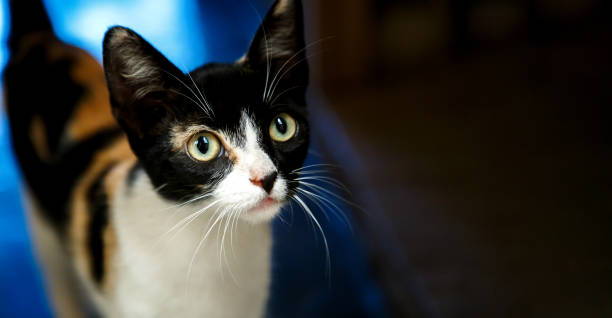 istock Cat portrait white with black and space to copy and paste text 1577701194