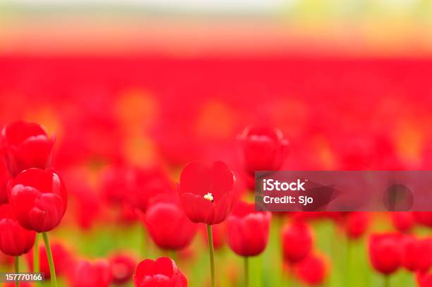 Photo libre de droit de Champ De Tulipes De Roux banque d'images et plus d'images libres de droit de Agriculture - Agriculture, Beauté, Beauté de la nature