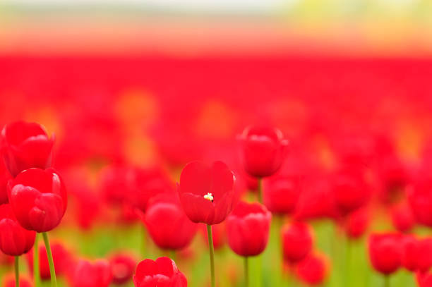 istock Field of red tulips 157770166