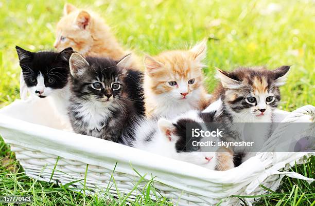 Sechs Kleine Katzen Im Korb Im Freien Stockfoto und mehr Bilder von Katzenjunges - Katzenjunges, Große Tiergruppe, Hauskatze