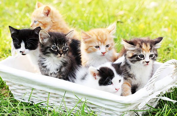 6 つの小さな猫にバスケット屋外ます。 - kitten cats animals and pets formal garden ストックフォトと画像