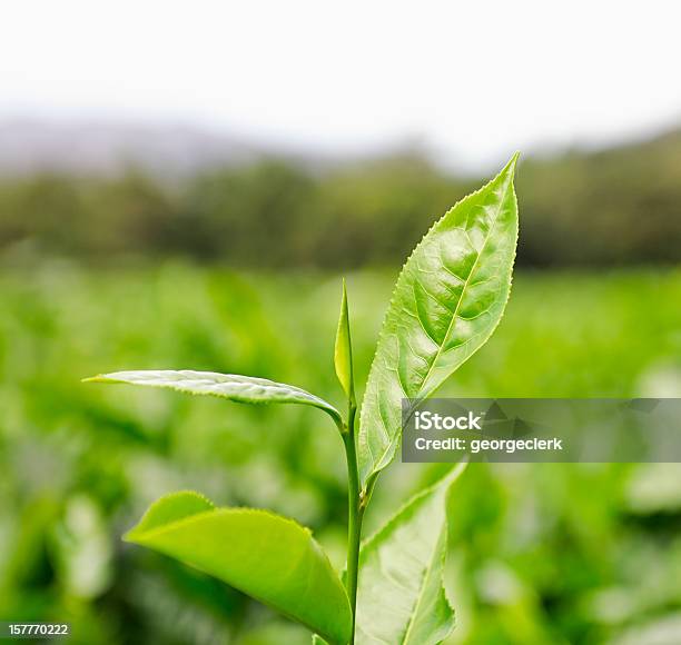 Foto de Cultivo De Chá e mais fotos de stock de Chá Verde - Chá Verde, Chá - Colheita, Folha