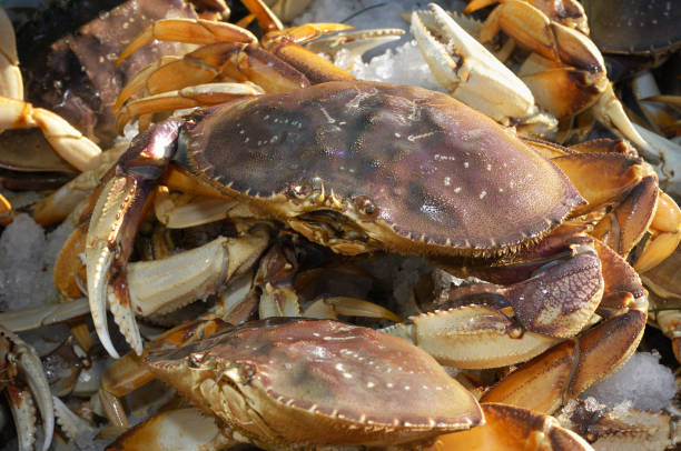 istock Close-up of Live Dungeness Crabs Ready for Market 157770468