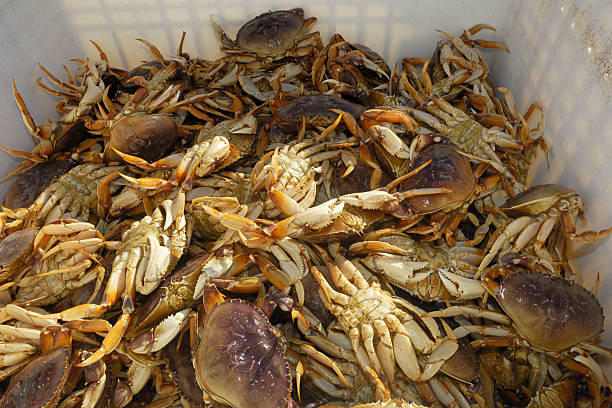 istock Live Dungeness Crabs in Shipping Container 157770515