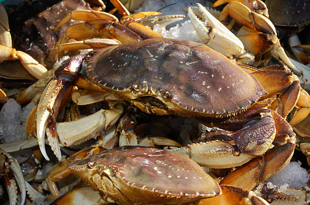 istock Close-up of Live Dungeness Crabs Ready for Market 157770607