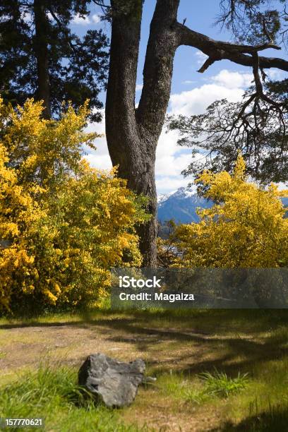 Bosque Y Retamas Flores Foto de stock y más banco de imágenes de Aire libre - Aire libre, Ajardinado, Amarillo - Color