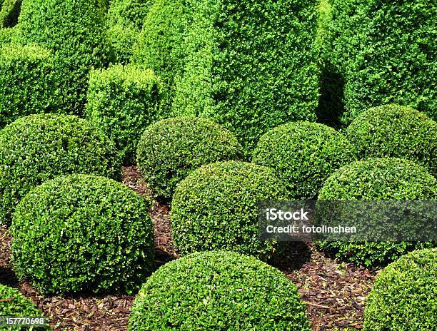 Buxus Bälle Für Den Verkauf Stockfoto und mehr Bilder von Buchsbaum - Buchsbaum, Strauch, Gartengestaltung