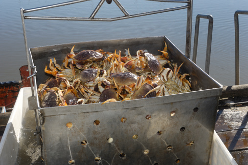Live dungeness crabs (Metacarcinus magister)  being off-loaded into shipping container for shipment to market.