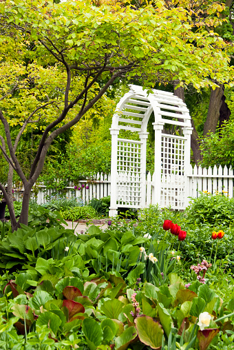 A white arbour and white picket fence  in a lovely country garden with spring bulbs.