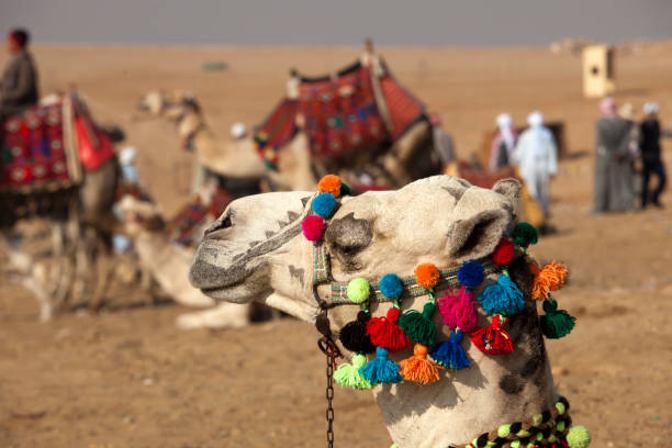 wielbłądy na pustyni - eco turism zdjęcia i obrazy z banku zdjęć