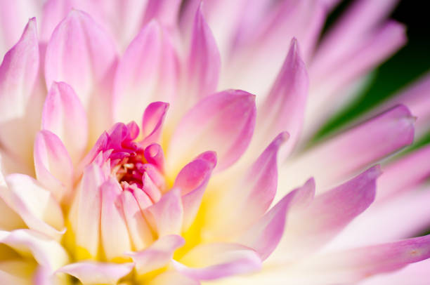 Blooming flower in garden