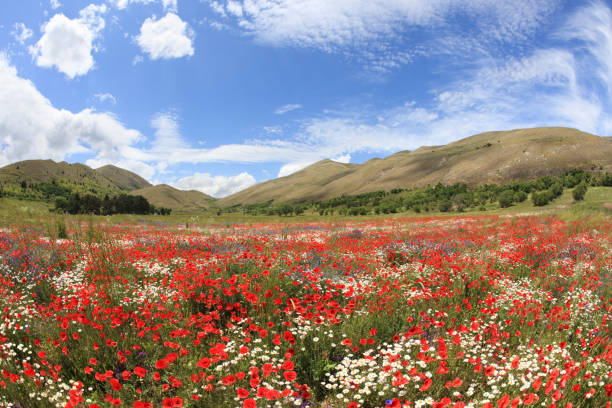istock Colorful meadow in the Abruzzo mountains, Italy 157770949