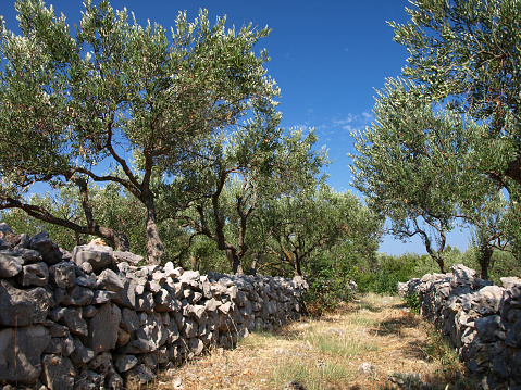 Ancient olive trees in the countryside of Brac island, Dalmatia, Croatia