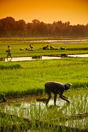 Portrait of young rice seedlings in the rice fields before planting in the fields