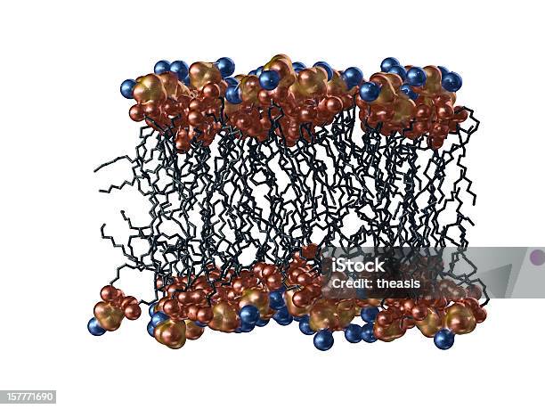 生物の細胞構造 - 細胞膜のストックフォトや画像を多数ご用意 - 細胞膜, 3D, カットアウト