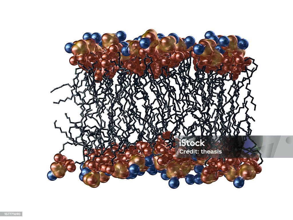 Строение клетки - Стоковые фото Мембрана клетки роялти-фри