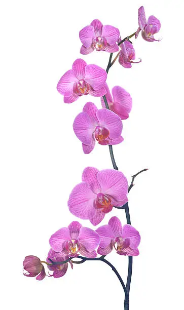 a sprig of pink orchids shot in a studio against a white background, carefully composed to present the flower heads in a pleasing formation. Carefully lit and taken with a macro lens for maximum detail.