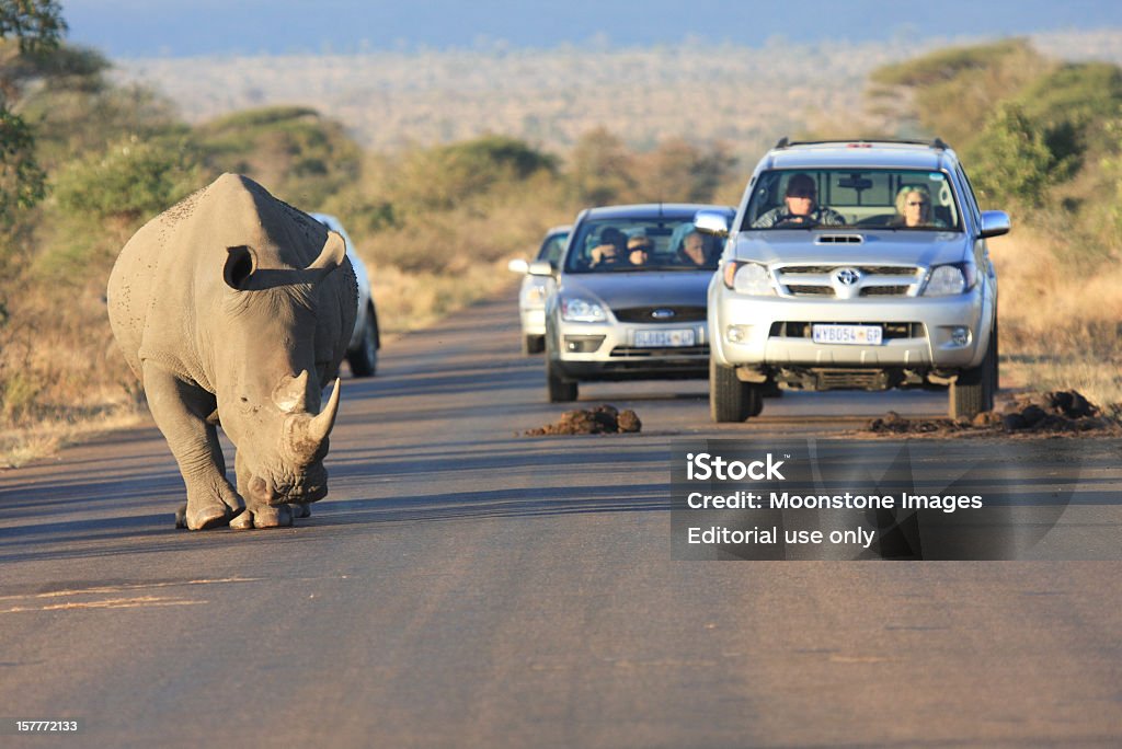 Rinoceronte bianco nel parco Kruger, Sudafrica - Foto stock royalty-free di Strada