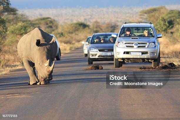 Rinoceronte Bianco Nel Parco Kruger Sudafrica - Fotografie stock e altre immagini di Strada - Strada, Africa, Africa meridionale