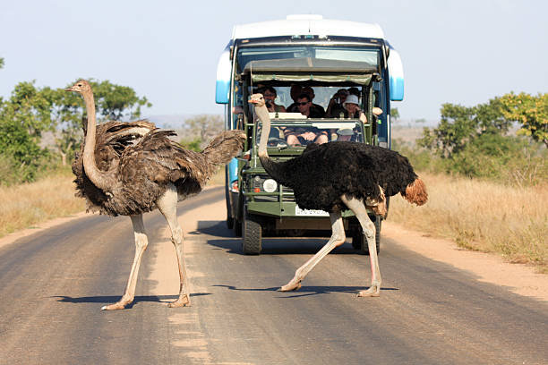 avestruz no parque de kruger, áfrica do sul - transvaal imagens e fotografias de stock