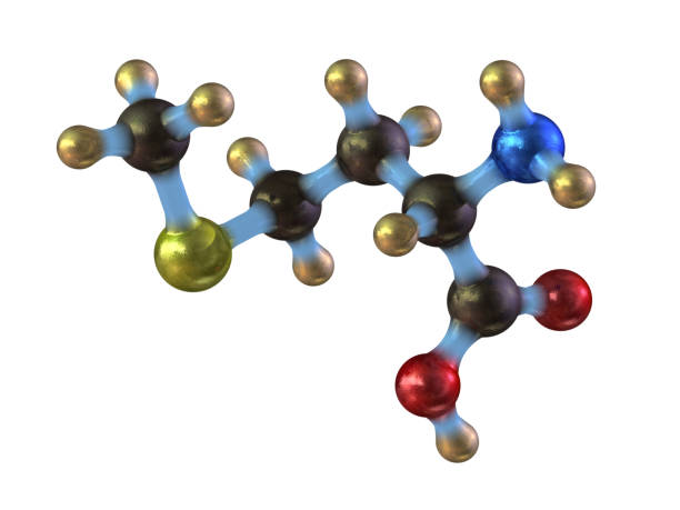 A model of a molecule of methionine, an essential amino acid. Amino acids are the building blocks of proteins and have many functions in metabolism.