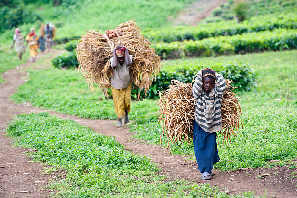 Mother and daughter are carrying a heavy load of beans  lake kivu stock pictures, royalty-free photos & images