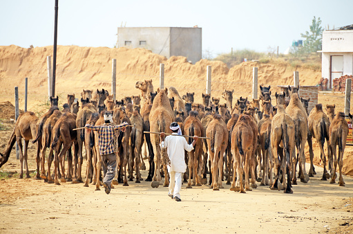 Pushkar, Rajasthan, India - November 2022: Pushkar Fair, Portrait of an camel trader in ethnic dress and rajasthani turban on fair ground while inspecting the health of camel during pushkar fair.