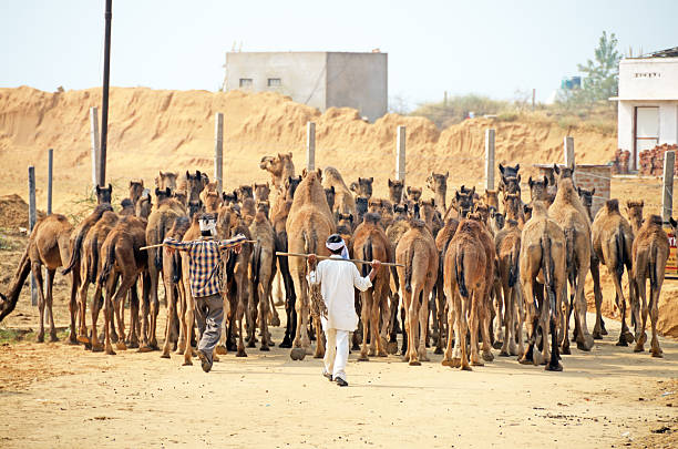 верблюд стадо - camel fair стоковые фото и изображения