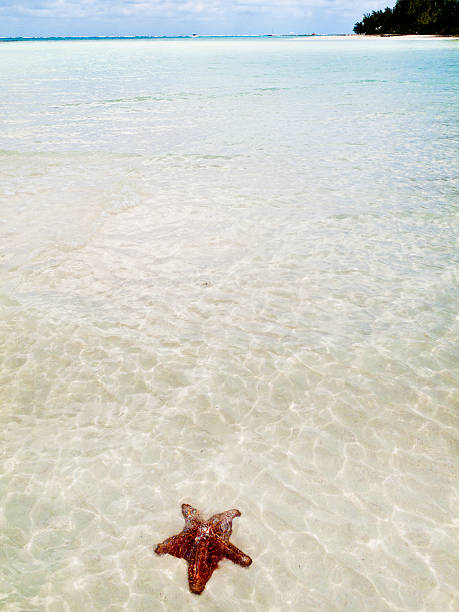 istock Starfish at Rum Point, Grand Cayman 157773022