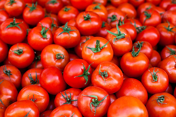 Tomatoes stock photo