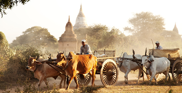 Novice Buddhist Monks sitting in horse pulled cart,  ancient temples of Bagan on the background, Myanmar (Burma)
