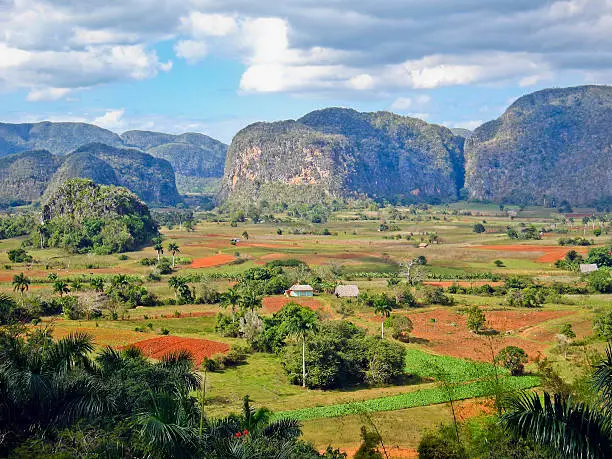 The mogotes are peculiar limestone hills with rounded top that emerge from the wide Valle de Viñales, famous for the tobacco growing. The valley was declared a UNESCO World Heritage Site in 1999. 