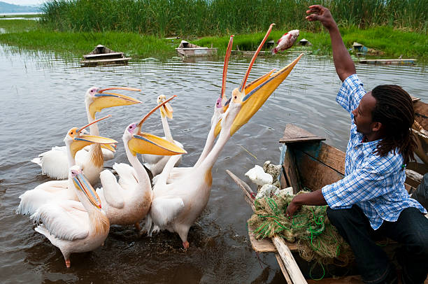 голодный pelicans на озеро awasa - pelican beak open bird стоковые фото и изображения