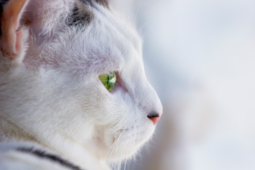 A profile of a white and gray cat staring out a window.