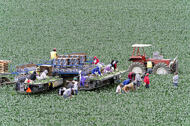 Red tractor on agricultural field, plowing. Lugo province, Galicia, Spain.