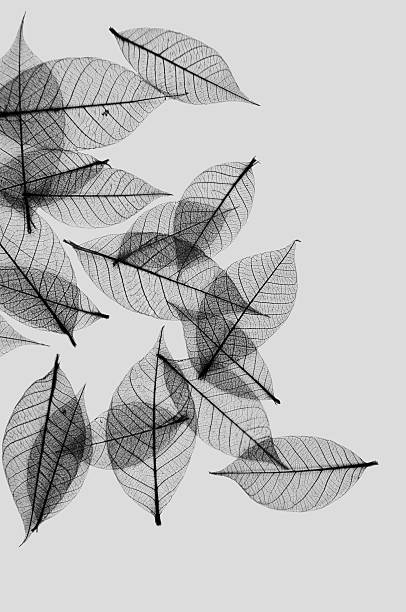 Leave Skeletons Black and White Black  veins of leaves against a white background.  leaf vein photos stock pictures, royalty-free photos & images