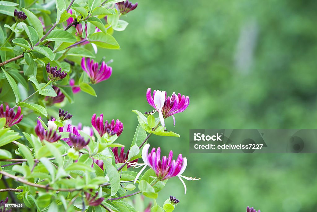 Madressilva bush com flores. - Foto de stock de Arbusto royalty-free
