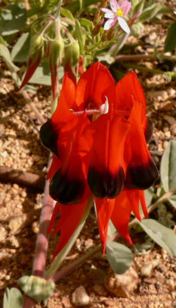 istock Sturt Desert Pea Northern Territory Australia 1577760531