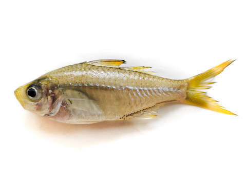 Bald glassy fish,Glassy perchlet fish,Malabar Glassy perchlet fish(Ambassis Dussumieri)  Isolated on white Background.