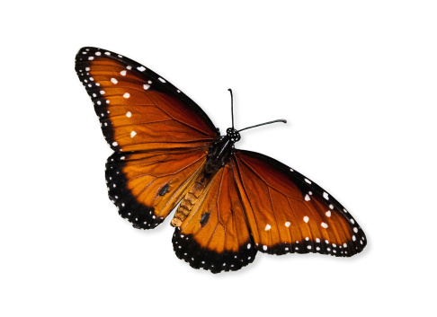 Queen butterfly (Danaus gilippus) isolated over white with clipping path