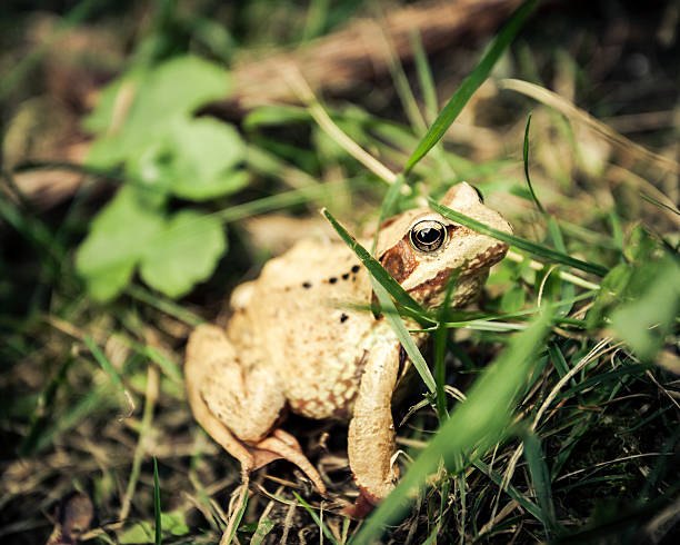 żaba karpat ukrywa się w trawie - frogger zdjęcia i obrazy z banku zdjęć