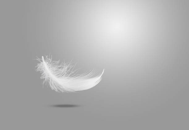 istock Abstract Single White Bird Feather Falling in The Air. Freedom, Feather Softness, Floating White Feather. 1577798419