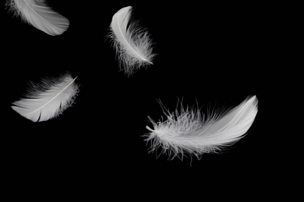 istock Abstract White Bird Feathers Falling in The Air. Feathers Floating on Black Background 1577798421