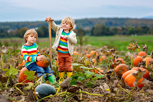 Cute child and his father gardening pumpkins for Halloween at back yard