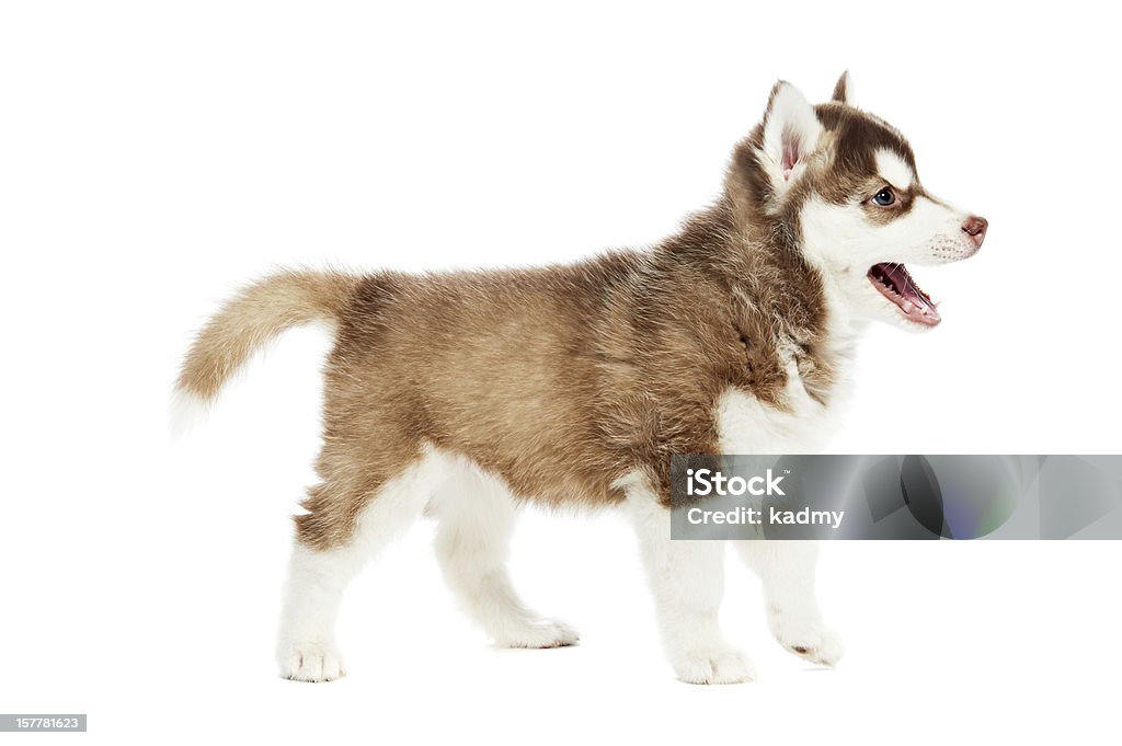 シベリアンハスキー子犬犬 - そり犬のロイヤリティフリーストックフォト