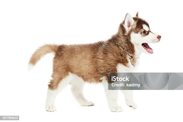 シベリアンハスキー子犬犬 - そり犬のストックフォトや画像を多数ご用意 - そり犬, アラスカン・マラミュート, イヌ科